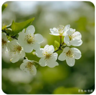蜜源