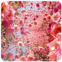 蜜源