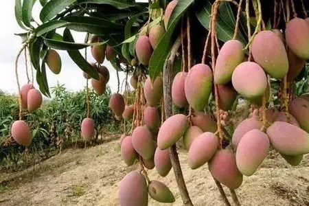 芒果怎么催熟(托哥教你最快速的方法)