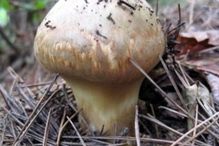松茸菌(怎么食用托哥教你们)