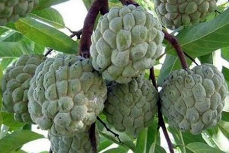 释迦果怎么吃(托哥回答释迦果一定要熟透才能吃)