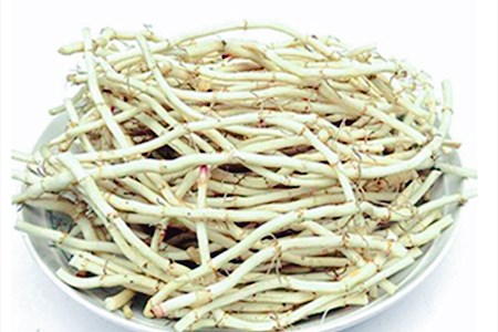 鱼腥草的作用托哥告诉你