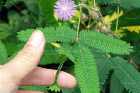 家里千万不能养的6种花：有赚麻麻告诉你那6种花
