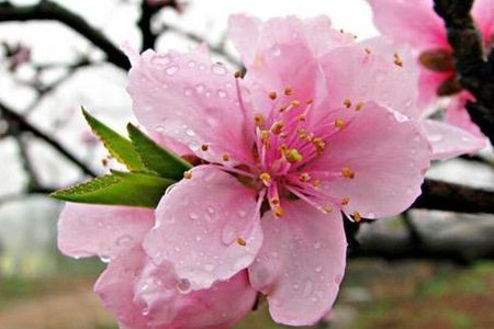 桃花什么时候花托哥告诉我